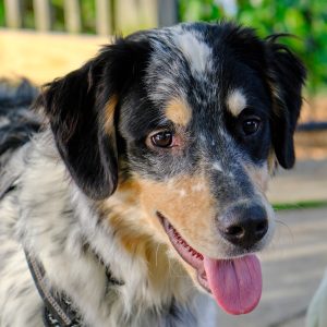 2019-06-21 Pepper Dog Example_WEB_01