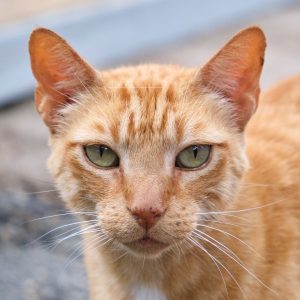 2019-07-03 Kitty Sample_WEB_01