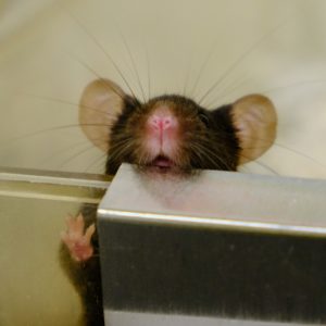 2019-07-24 Mouse Cage_WEB_01