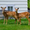 Wisconsin Summer I - Port Washington - Image 7
