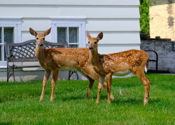 Wisconsin Summer I - Port Washington - Image 7