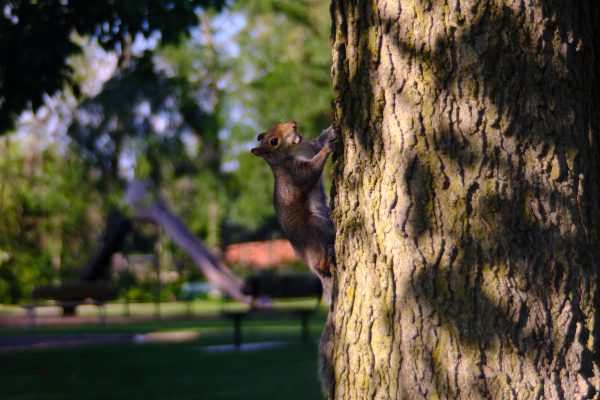 WI Summer II - Cedarburg, New Glarus & West Bend - Image 6