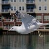 Wisconsin Summer I - Port Washington - Image 3