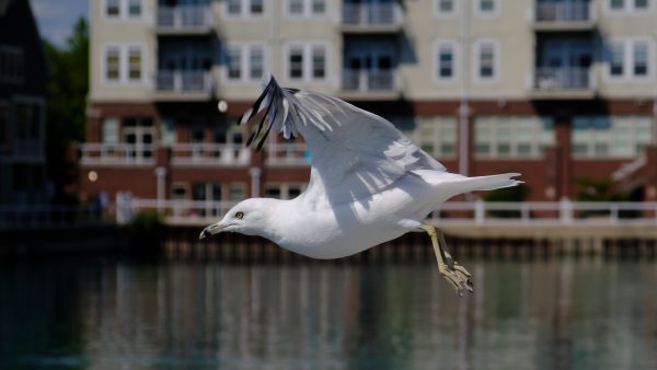 Wisconsin Summer I - Port Washington - Image 3