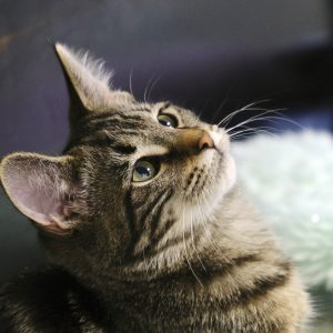 2019-10-16 Pets 01