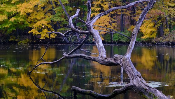Desktop Series - Autumn I