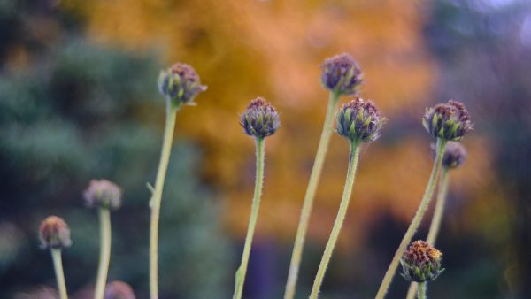Desktop Series - Autumn I - Image 2