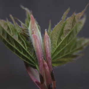 Bud