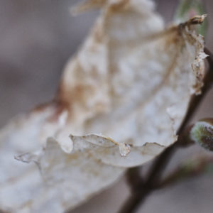Leaffe