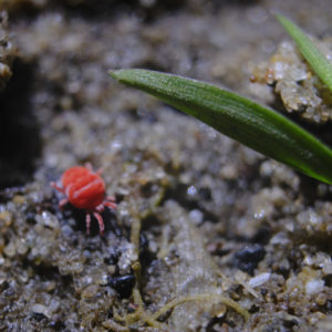 Mite