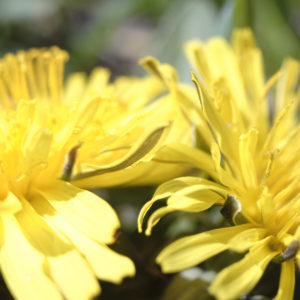 Dandelions