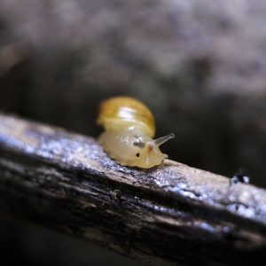 2020-06-21 Pets 01