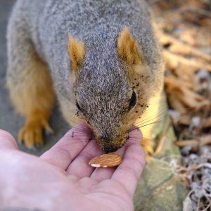Hand-Feeding Squirrels I