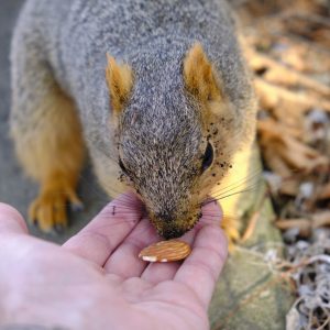 Hand-Feeding Squirrels I