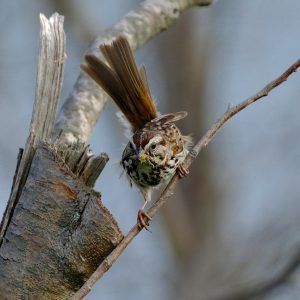 2022-06-15 Arcadia Feathers & Twigs_WEB_02