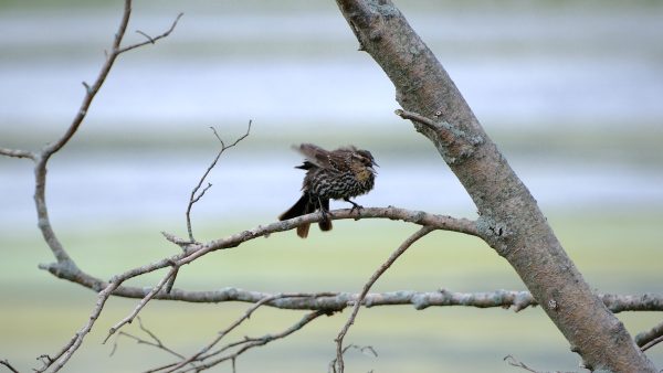 Arcadia Feathers & Twigs - Image 5