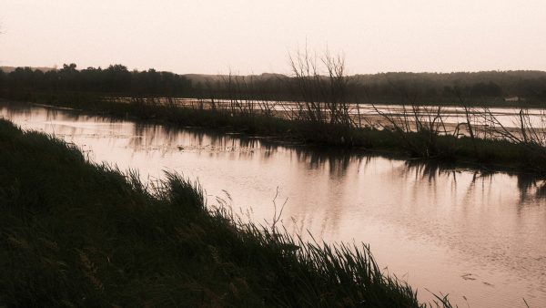 Arcadia Feathers & Twigs - Image 6