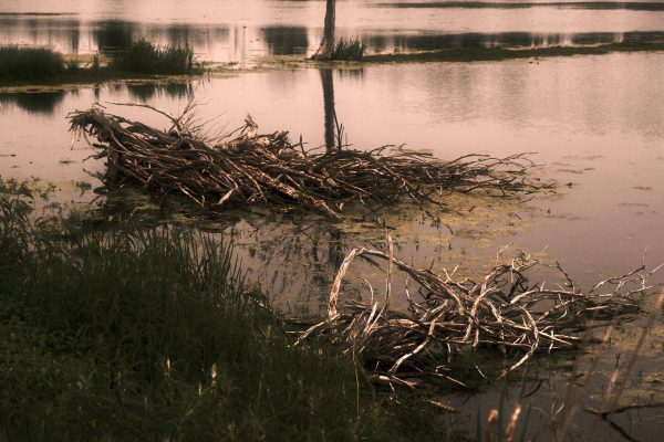 Arcadia Feathers & Twigs - Image 8
