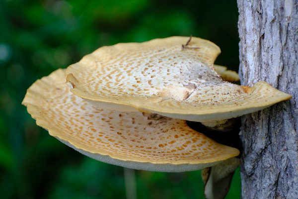 Moore Mini Shrooms - Image 6