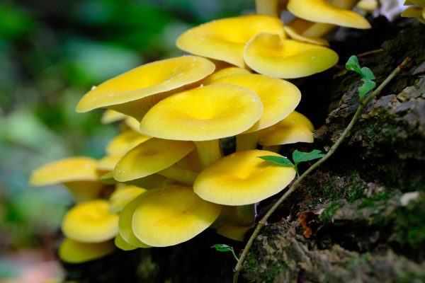 Moore Mini Shrooms