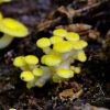 Moore Mini Shrooms - Image 2