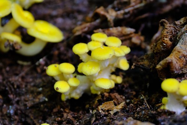 Moore Mini Shrooms - Image 2