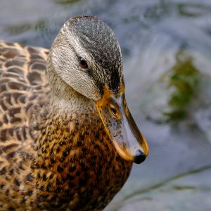 2022-08-30 Birthday Waterfowl Promenade_WEB_30