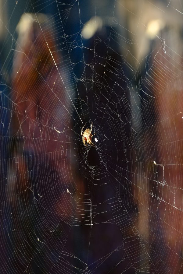 Tomato Spider Spotlight - Image 3