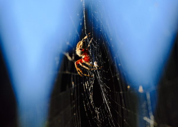 Tomato Spider Spotlight - Image 8