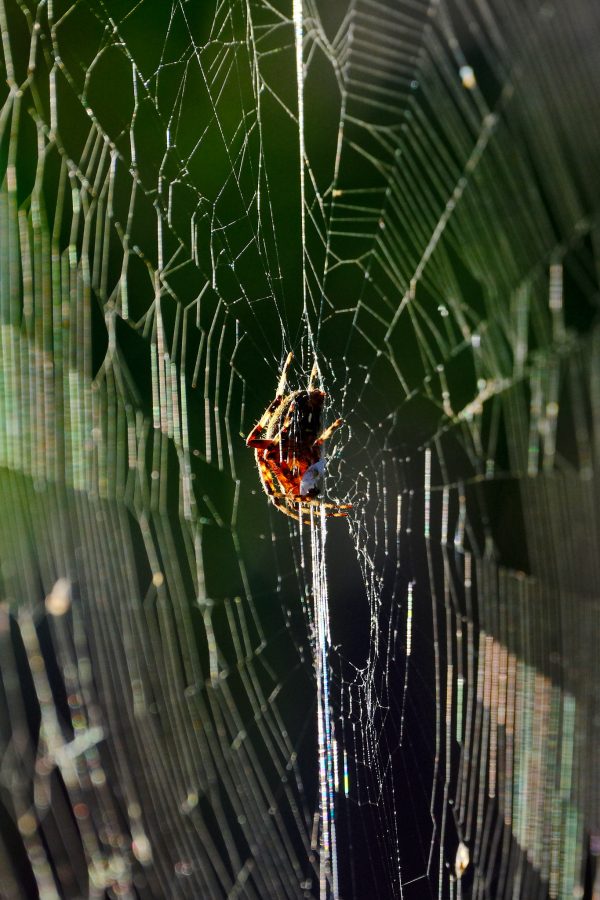Tomato Spider Spotlight