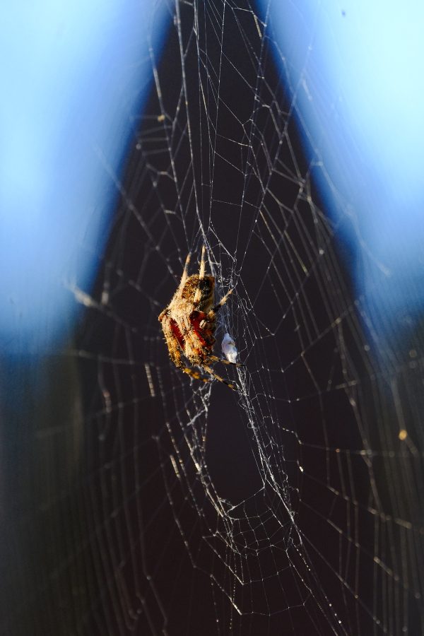 Tomato Spider Spotlight - Image 5