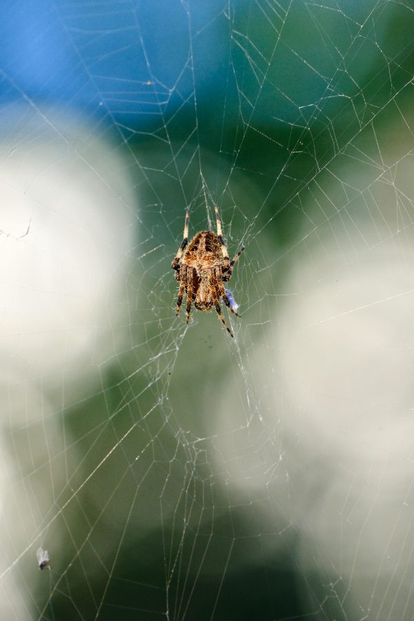 Tomato Spider Spotlight - Image 4