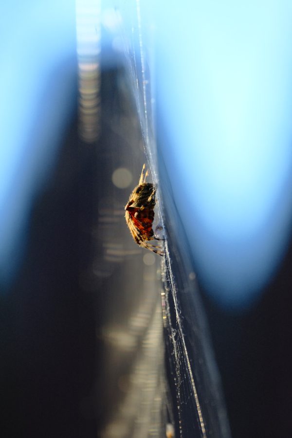 Tomato Spider Spotlight - Image 2