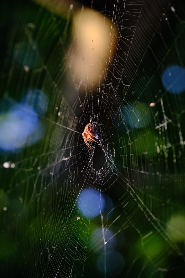 Tomato Spider Spotlight - Image 7