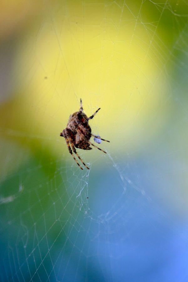 Tomato Spider Spotlight - Image 6