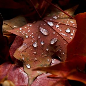Autumn