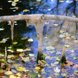 Fenner Nature Center, Mi
