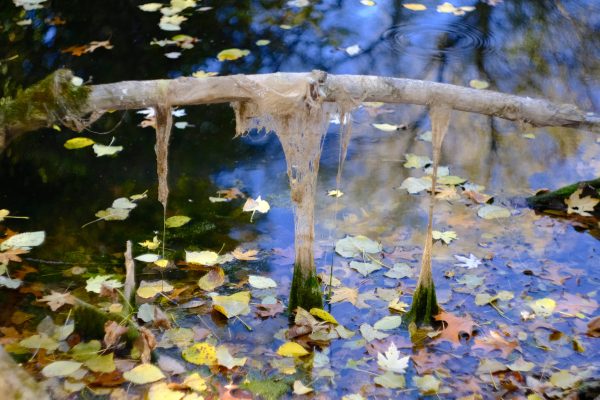 Peak Fenner Fall - Image 3