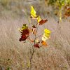 Peak Fenner Fall - Image 8
