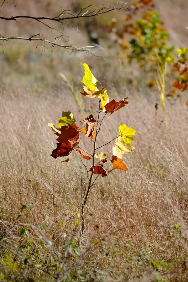 Peak Fenner Fall - Image 8