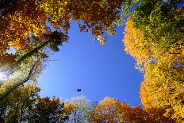 Peak Fenner Fall