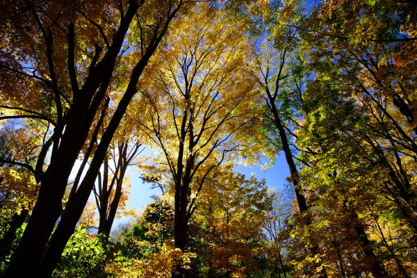 Peak Fenner Fall - Image 2