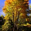 Peak Fenner Fall - Image 4