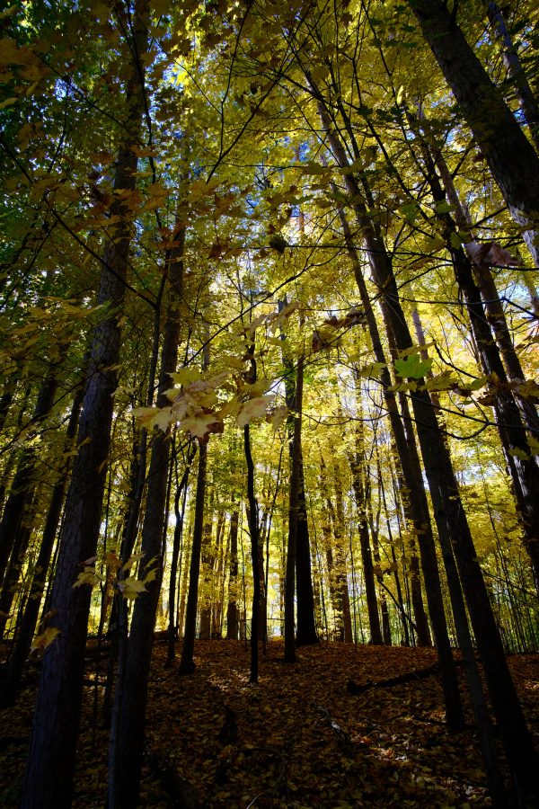 Peak Fenner Fall - Image 6