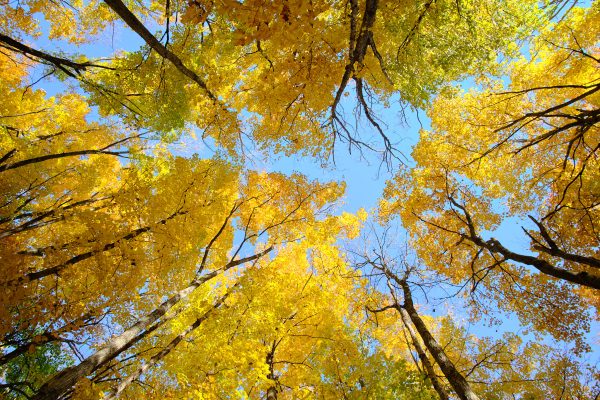 Heritage Leaves Gleaming - Image 2