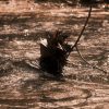 Red Cedar Riverbank Thaw - Image 2