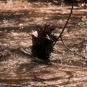 2023-02-15 Red Cedar Riverbank Thaw_WEB_12