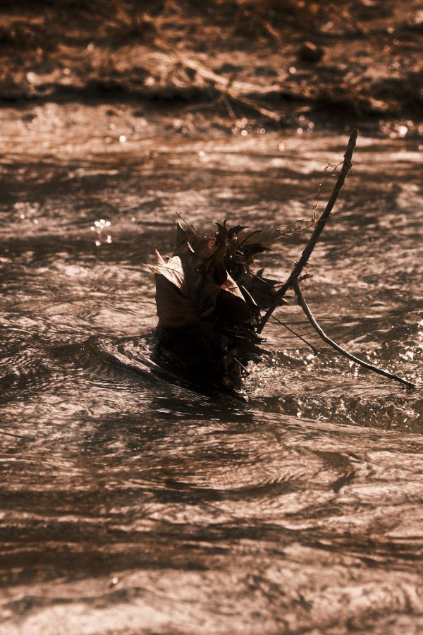 Red Cedar Riverbank Thaw - Image 2