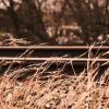 Red Cedar Riverbank Thaw - Image 6
