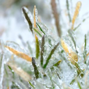 2023-02-23 Glassy Glade_WEB_03
